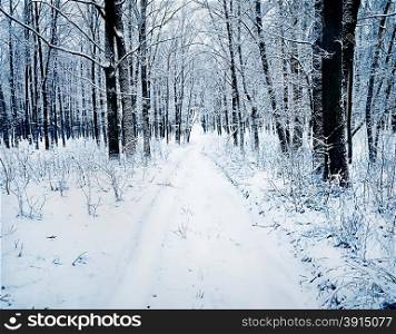 Road in a snowy forest under black trees