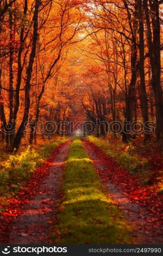 Road in autumn forest at morning with rays of warm sun light shine through branches and vivid gold and red fall leaves.