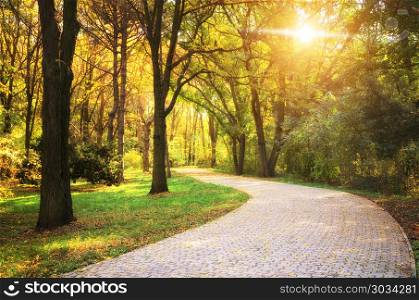 Road in autumn park. Nature composition.. Autumn in park
