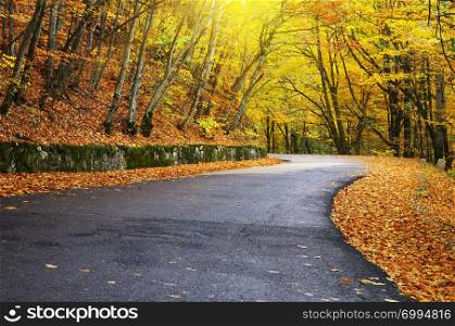 Road in autumn wood. Nature composition.