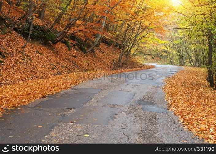 Road in autumn wood. Nature landscape composition.