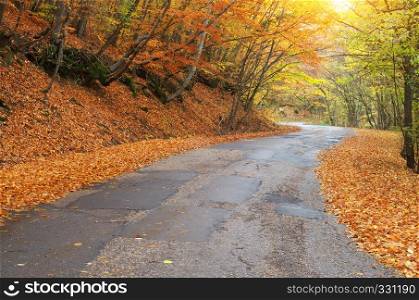 Road in autumn wood. Nature landscape composition.