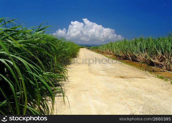 Road in cane field