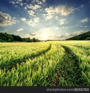 Road in field with green ears of wheat under cloudy sky. Road in field with green ears of wheat