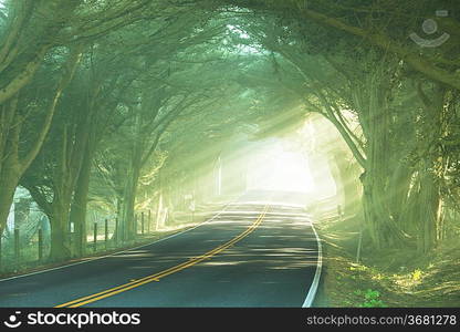 road in forest