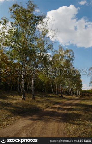 road in forest. autumn landscape