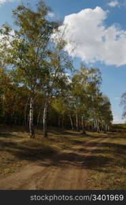 road in forest. autumn landscape