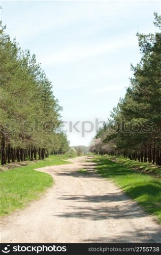 Road in forest. Day time time of day, green plantings