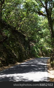 road in forest in summer day