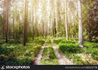 Road in forest. Road in forest. Summer plants and trees. Road in forest