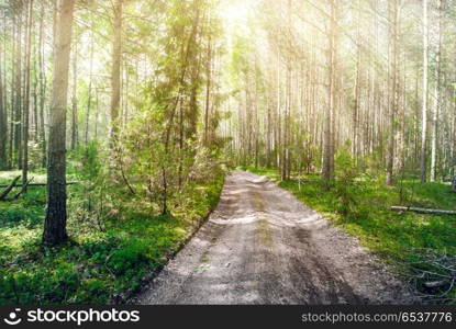 Road in forest. Road in forest. Summer plants and trees. Road in forest