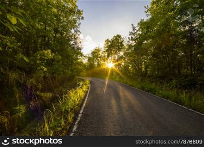 Road in Forest with the sun behind