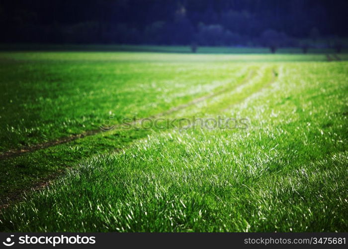 road in green village field