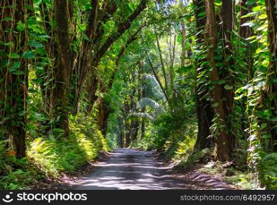 Road in jungle. Dirt road in remote jungle in Big Island, Hawaii