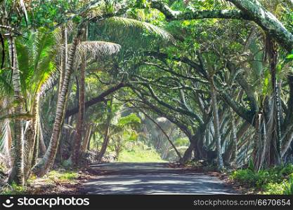 Road in jungle. Dirt road in remote jungle in Big Island, Hawaii