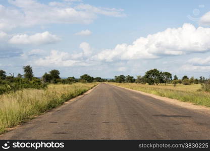 road in kruger national park south africa with tress and grass