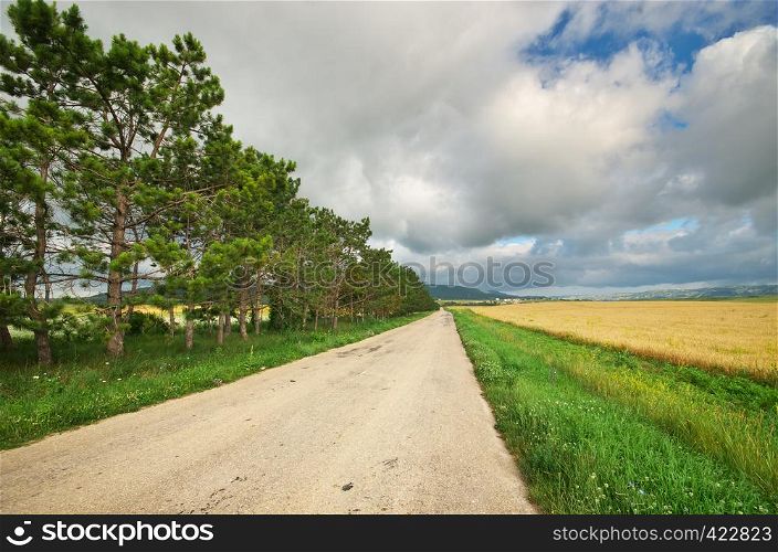 Road in meadow on sundown. Nature composition.