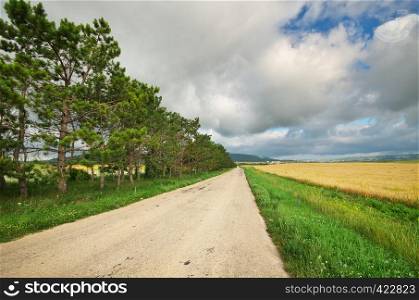 Road in meadow on sundown. Nature composition.