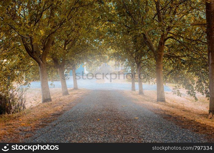 Road in misty forest in the autumn, colorful trees in the morning. Road in misty forest in the autumn, colorful trees