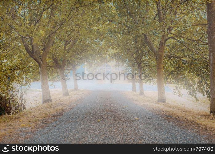 Road in misty forest in the autumn, colorful trees in the morning. Road in misty forest in the autumn, colorful trees