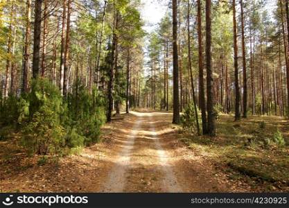 Road in pine forest