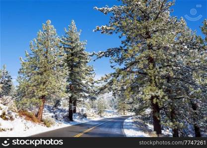 Road in snow covered forest, winter season