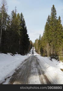 road in spring forest