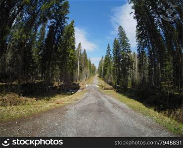 road in spring forest