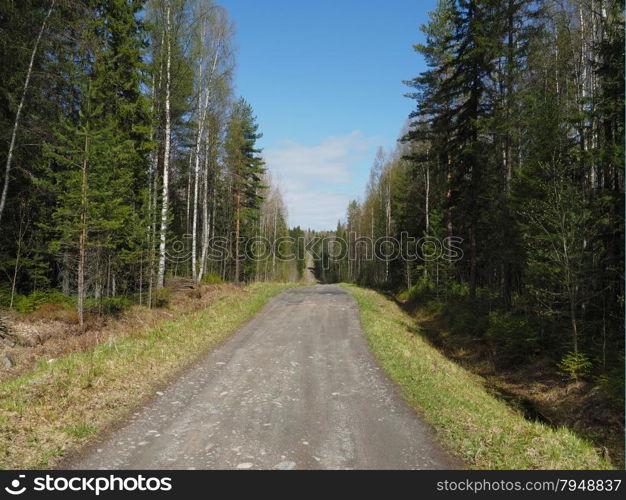 road in spring forest