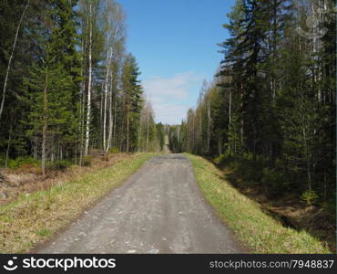 road in spring forest