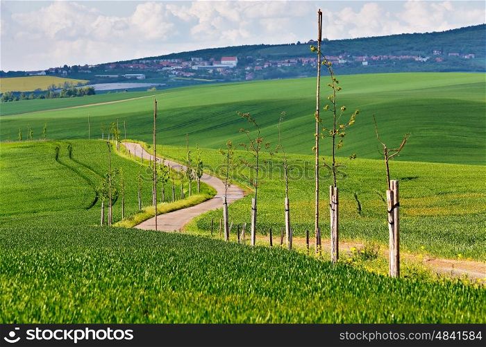 Road in spring green fields. Green agriculture crop. Spring hills and fields of South Moravia. Town on a hill