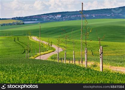 Road in spring green fields. Green agriculture crop. Spring hills and fields of South Moravia. Town on a hill