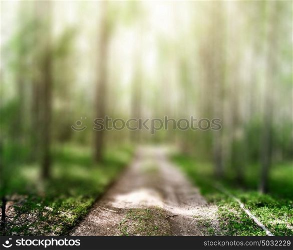 Road in summer forest. Green ecology background. Road in summer forest