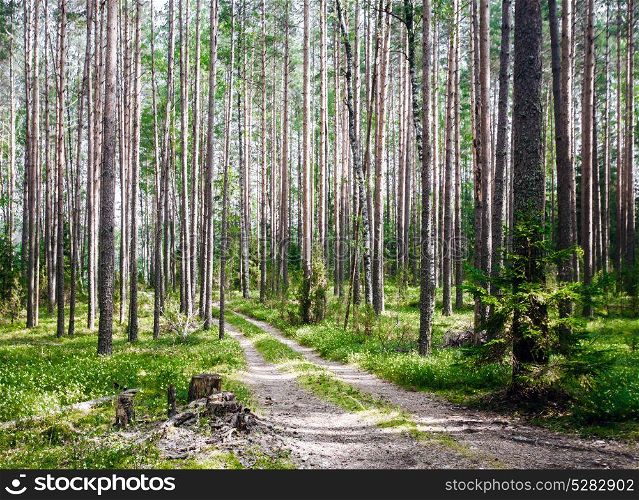 Road in summer forest. Road in summer forest. Green ecology background. Road in summer forest
