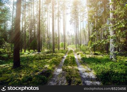 Road in summer forest. Road in summer forest. Green ecology background. Road in summer forest