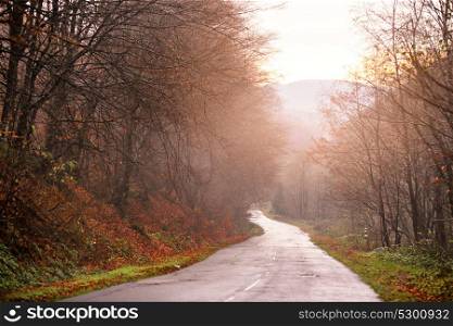 Road in the autumn forest. Beautiful forest with mountain country road at sunset. Colorful landscape with trees, rural road. Travel. Autumn background. Amazing forest with vibrant foliage