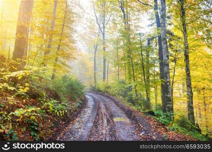 Road in the autumn forest with colorful yellow and orange trees