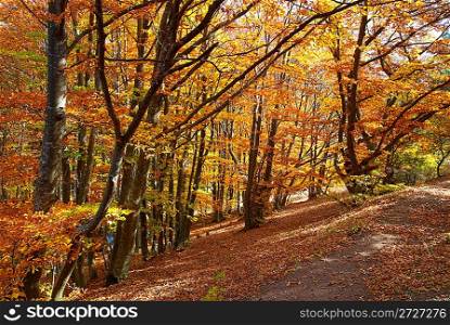 Road in the autumn forest with yellow trees