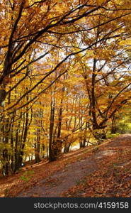 Road in the autumn forest with yellow trees