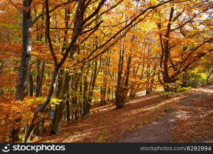 Road in the autumn forest with yellow trees