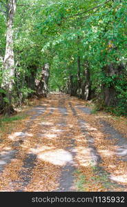 road in the autumn forest, yellowed trees in the autumn forest. yellowed trees in the autumn forest, road in the autumn forest