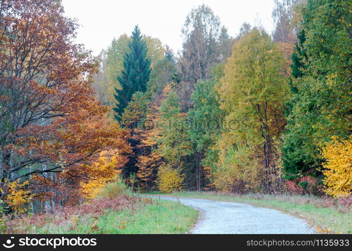 road in the autumn forest, yellowed trees in the autumn forest. yellowed trees in the autumn forest, road in the autumn forest