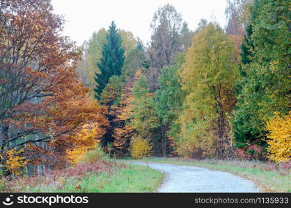 road in the autumn forest, yellowed trees in the autumn forest. yellowed trees in the autumn forest, road in the autumn forest