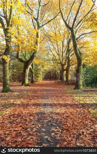 Road in the autumn with high trees and many leafs, the colors yellow and orange in a park beautiful. Road in the autumn with high trees and many leafs, the colors yellow and orange in a park