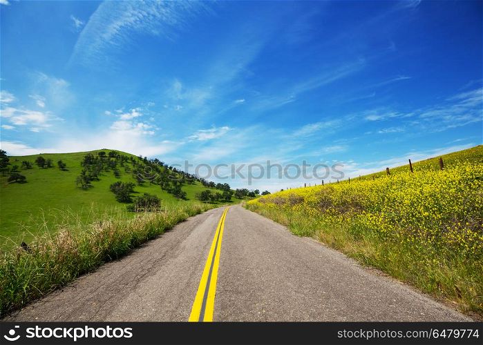 Road in the field. Road in sunny meadow