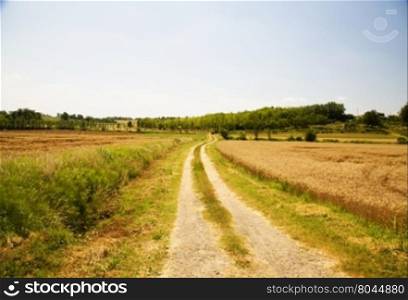 Road in the fields under blue sky, horizontal image