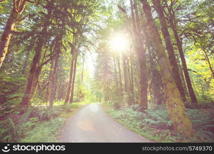 Road in the forest