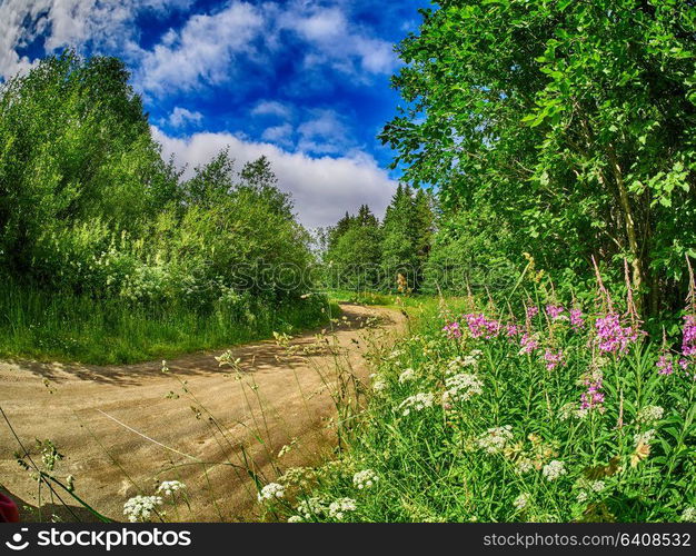 Road in the forest