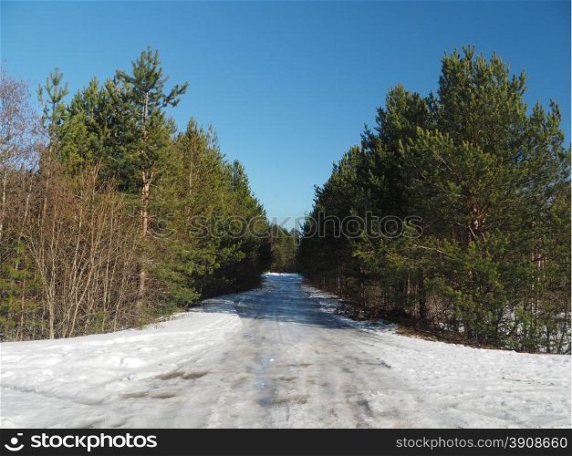 road in the forest in winter