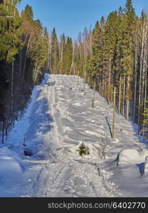 Road in the forest. Winter